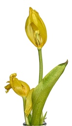 Tulip Loss